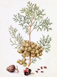 Cypress Leaf and Nuts