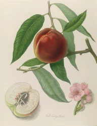 Nectarine: Neals Early Purple