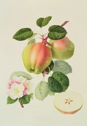 The Dutch Codlin