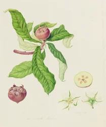 The Dutch Medlar