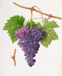 The Poonah Grape