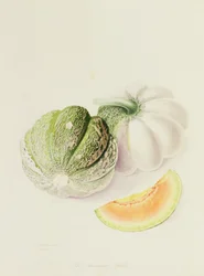 The Romana Melon