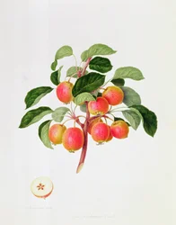 The Tartarian Crab Apple, 1819