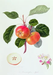 The Trumpington Apple