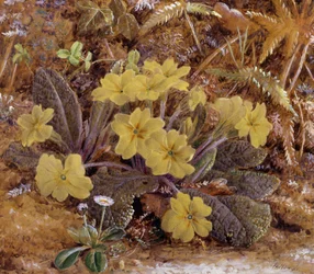 Primroses