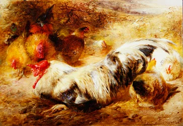 A cockerel and hens