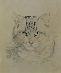 Tabby Cat