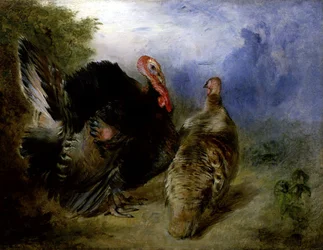 Turkeys