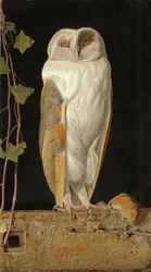 The White Owl: 