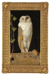 The White Owl