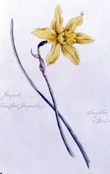 Jonquil