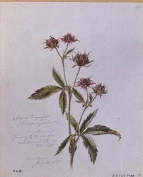 Marsh Cinquefoil, Brentwood