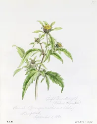 Trifid Burr-Marigold, Painted at Hampstead, 1st September 1861