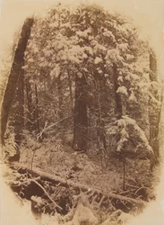 Untitled (Woods in Snow)