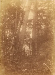 Untitled, from the portfolio The Forest: Adirondack Woods