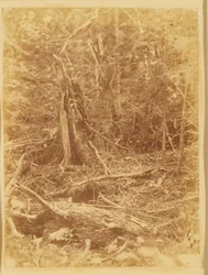 Untitled, from the Portfolio 