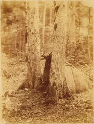 Untitled, from the portfolio The Forest: Adirondack Woods