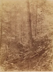 Untitled, from the portfolio The Forest: Adirondack Woods