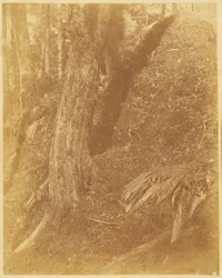 Untitled, from the portfolio The Forest: Adirondack Woods