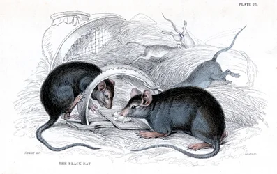 Engraving of Black Rat Caught in Trap, 1838