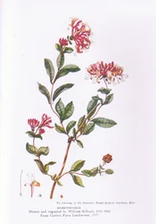 Honeysuckle, Nature in Britain Published by Collins, 1946