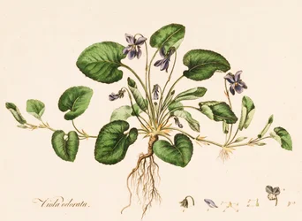 Sweet Violet, c1770-1790