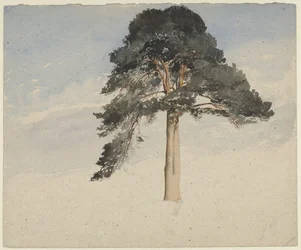Scots Pine