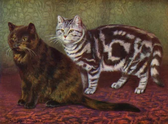 The Tortoiseshell Cat and the Tabby One