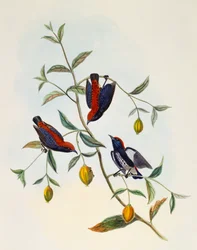 Scarlet-backed Flowerpecker (Dicaeum cruentatum), engraving by William Matthew Hart, United Kingdom