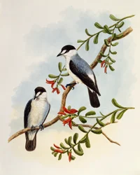 Torrent Robin (Monachella muelleriana), engraving by William Matthew Hart (1830-1908), United Kingdom