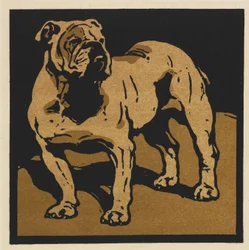 The British Bull-Dog
