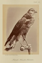 Marsh Hawk; Harrier