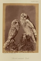 Short-eared Owl