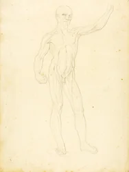 An Ecorche, front view
