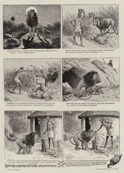 How the Lion First became Afraid of Man