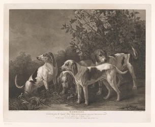 Four Hunting Dogs