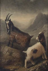 Two Welsh Goats
