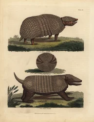 Brazilian three-banded armadillo and seven-banded armadillo