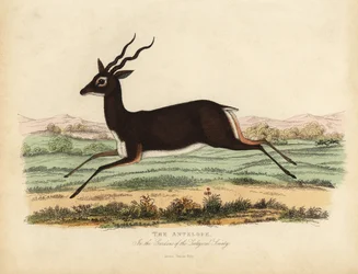 Indian Antelope or Blackbuck, Antilope Cervicapra