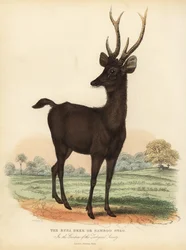 Javan rusa or Sunda sambar deer, Rusa timorensis. Vulnerable