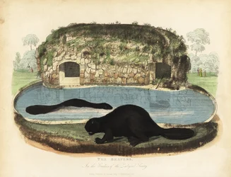 North American Beaver