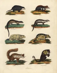 Rodent species