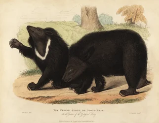 Sloth Bear