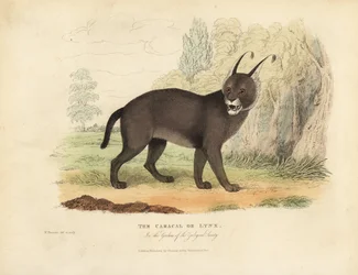 The Caracal or Lynx