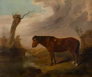 A Bay Pony by a River