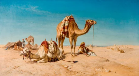 A Halt in the Desert