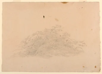 Study of Foliage