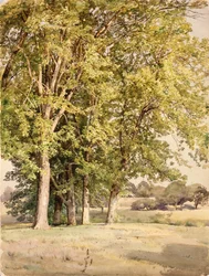Maples in Chester County, Pennsylvania