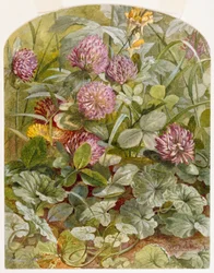 Red Clover with Butter-and-Eggs and Ground Ivy