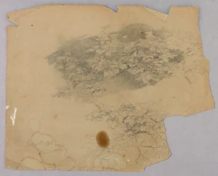 Study of Foliage